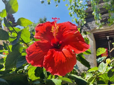 真っ赤なハイビスカス 真っ赤なハイビスカス ハイビスカス,南国,花の写真素材