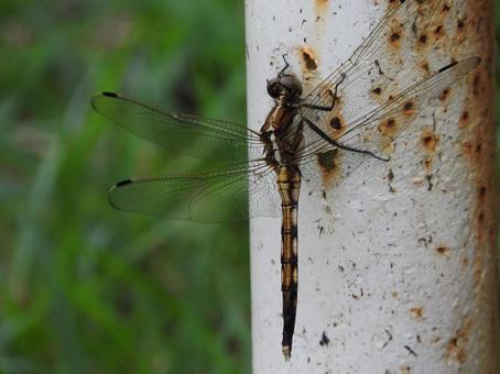 トンボ トンボの写真