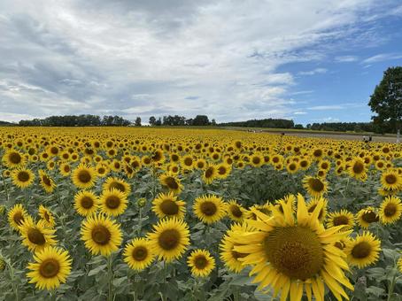 北海道北竜ひまわり畑 北海道北竜ひまわり畑 北竜ひまわり畑,ひまわり畑,ひまわりの写真素材