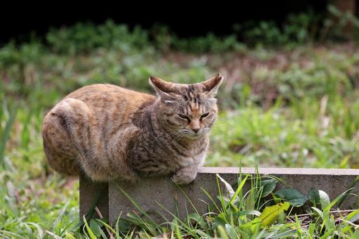 座って警戒し睨む野良猫 座って警戒し睨む野良猫 ネコ,野良猫,ネコ科の写真素材