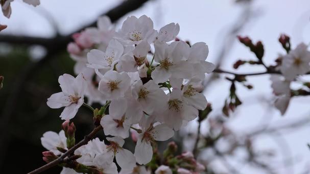 早咲きの桜 早咲きの桜の写真