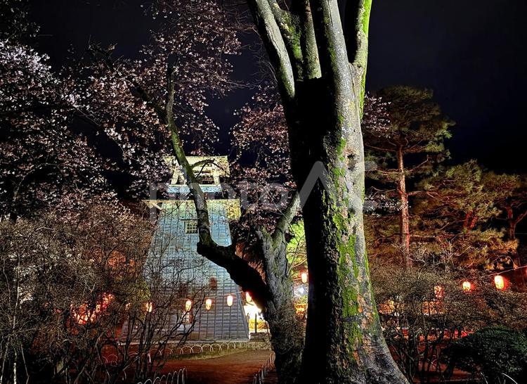群馬県沼田城跡桜まつり 鐘楼2 桜,夜桜,祭りの写真素材