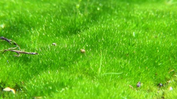 やわらかな苔の表面 やわらかな苔の表面の写真