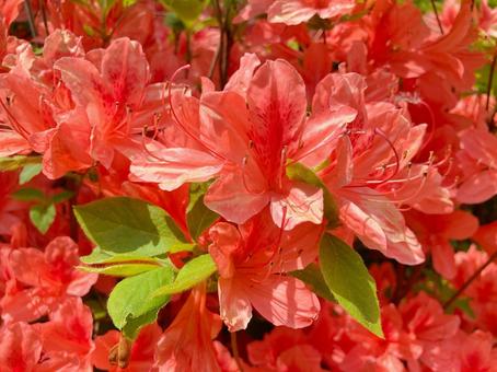 赤いつつじの花 赤いつつじの花の写真