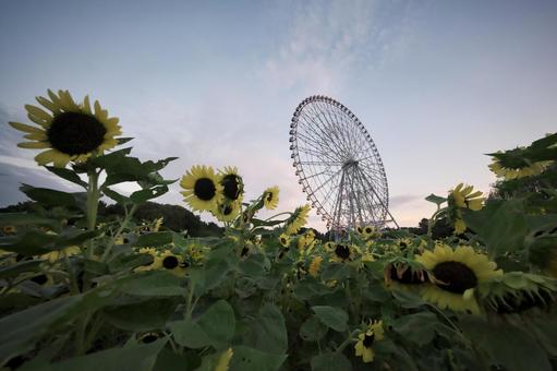 葛西臨海公園 ひまわりと観覧車 葛西臨海公園 ひまわりと観覧車の写真