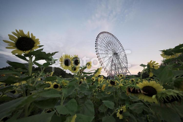 葛西臨海公園　ひまわりと観覧車 葛西臨海公園,東京都江戸川区,ダイヤと花の大観覧車の写真素材