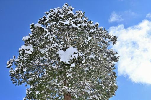 Xmasイメージ（1）雪を被った針葉樹 xmas,クリスマス,クリスマスツリーの写真素材