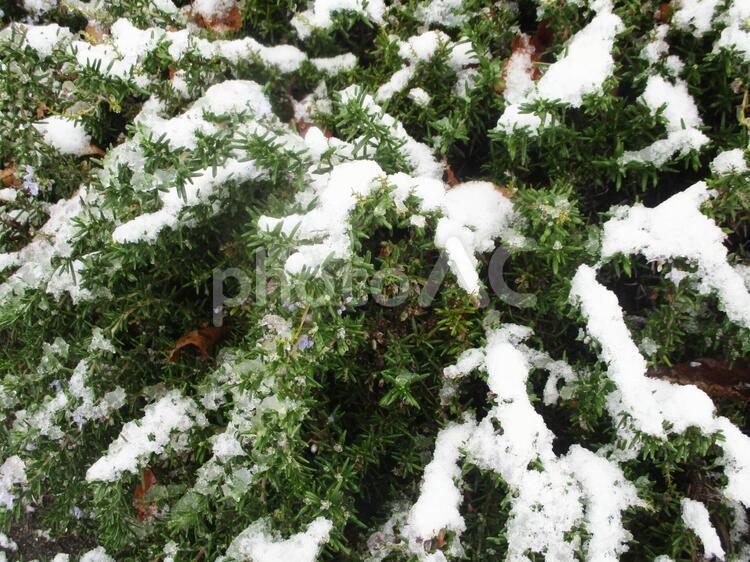 雪の掛かった植物の葉っぱ　 雪,植物,葉っぱの写真素材