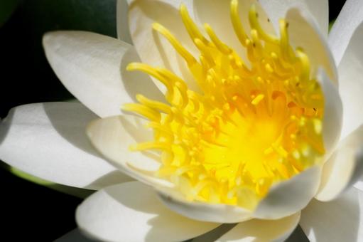 Photo, early summer, flower, water lily, 