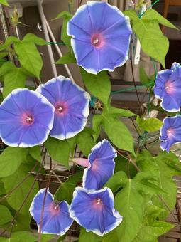 Photo, morning glory, july, august, 