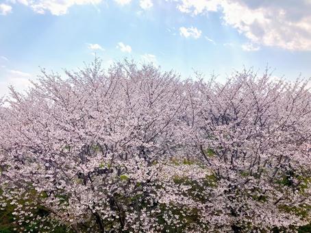 満開の桜と空と 満開の桜と空との写真