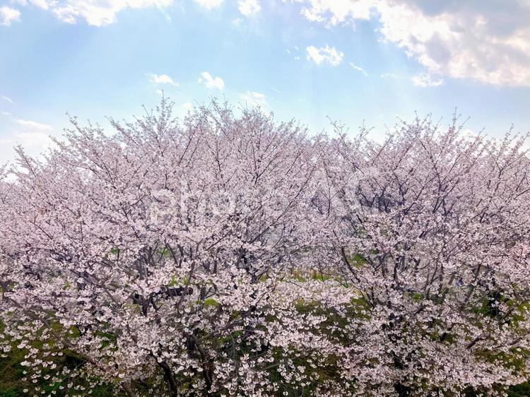 満開の桜と空と 桜,空,自然の写真素材