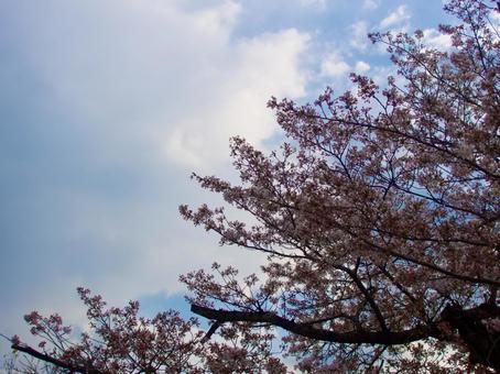 桜 桜の写真
