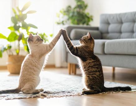 じゃれあいながらハイタッチをする子猫4の写真