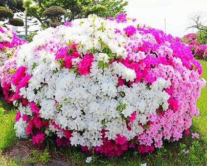 Red and white azalea, JPG Red and white azalea, JPG