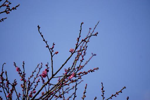 咲き始めの梅の花 咲き始めの梅の花の写真