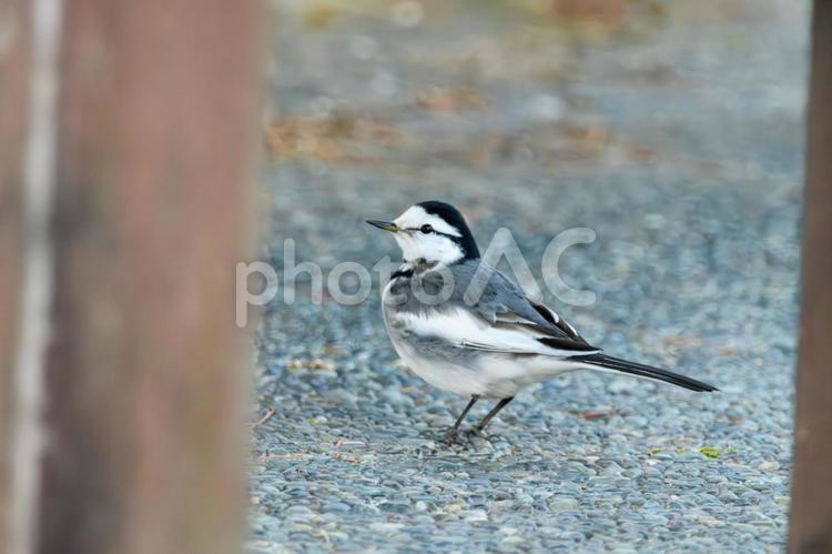 ハクセキレイの横顔 ハクセキレイ,野鳥,鳥の写真素材