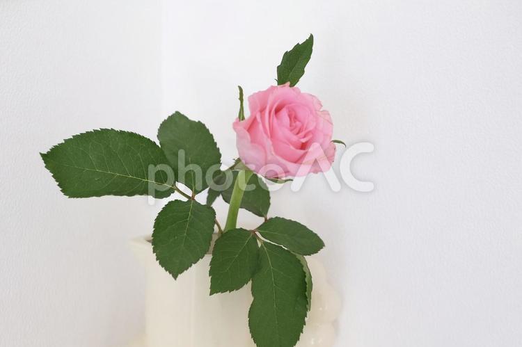 一輪のピンクのバラの花の写真 バラ,薔薇,一輪の写真素材