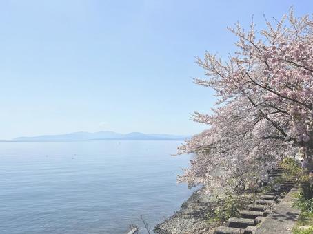 琵琶湖の桜 琵琶湖の桜 琵琶湖,桜,空の写真素材