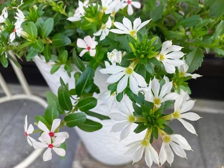 美しい白とサクラ色のニチニチソウの花 美しい白とサクラ色のニチニチソウの花 ニチニチソウ,日日草,白の写真素材