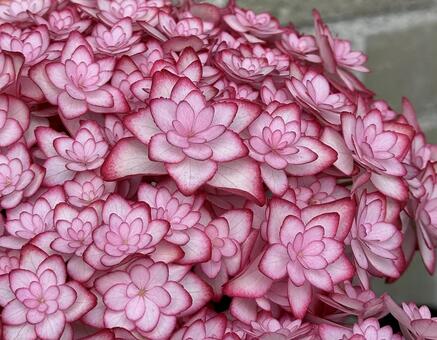 ピンクの八重咲き紫陽花のアップ 紫陽花,ピンク,八重咲きの写真素材