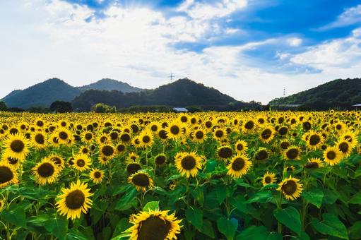 一面に広がるひまわり 一面に広がるひまわりの写真