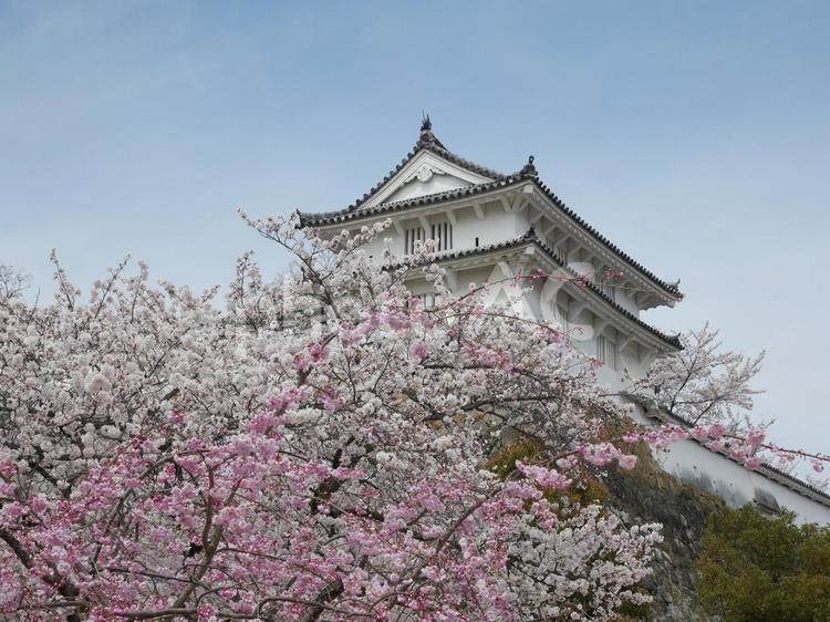さくら　天守閣 姫路城,観光,旅行の写真素材