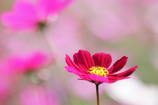 Beautiful background and cosmos flowers, JPG