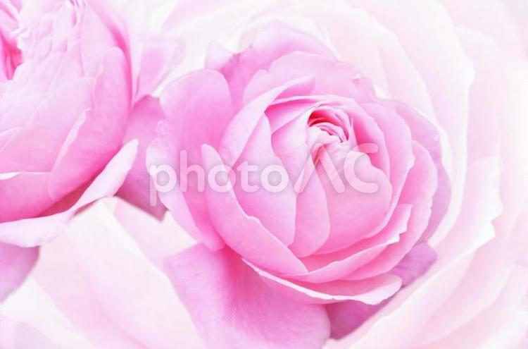 薔薇　１　シャンテロゼミサト（PSD　背景透過　切抜　合成） 薔薇,バラ,ばらの写真素材