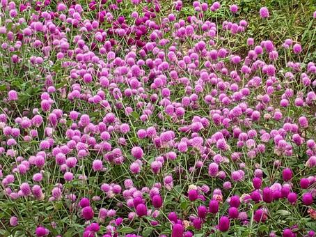 センニチコウの花 センニチコウ,千日紅,花の写真素材