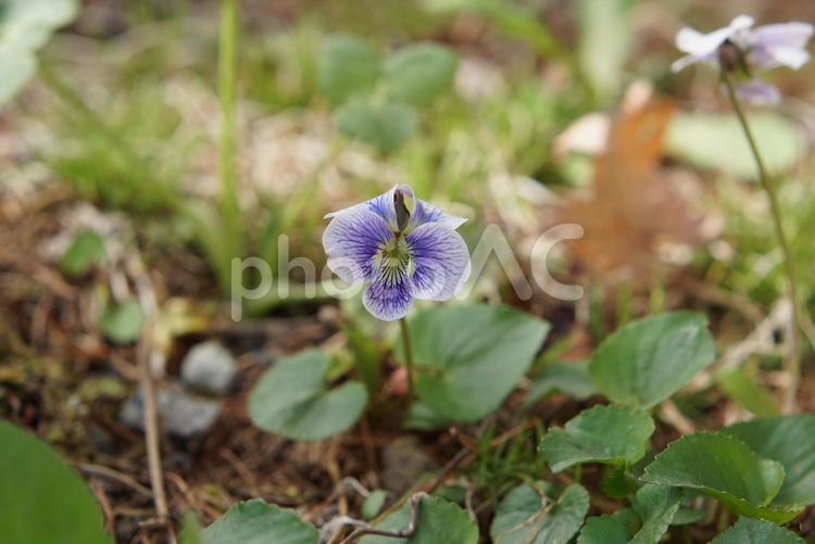 こちらを向いた白と紫のすみれ すみれ,紫,筋の写真素材
