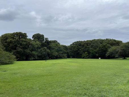 雨上がりの公園 雨上がり,砧公園,風景の写真素材