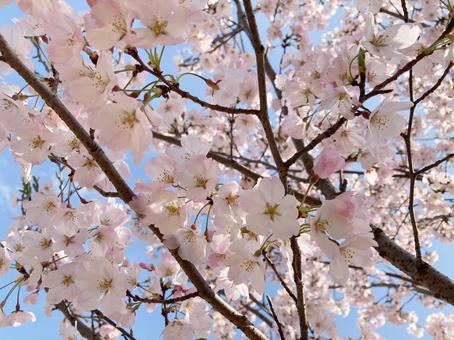 下から見上げる桜 下から見上げる桜の写真
