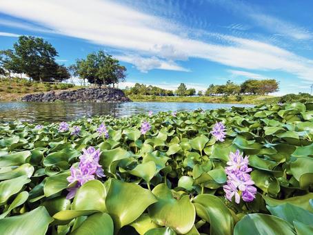 公園の池に咲くホテイアオイの花と青空 公園の池に咲くホテイアオイの花と青空 ホテイアオイ,花,フラワーの写真素材