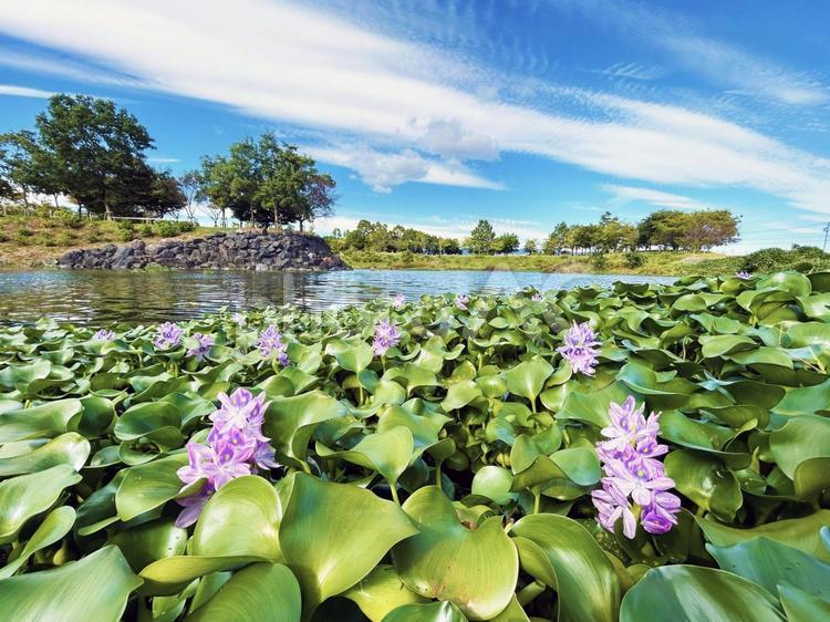 公園の池に咲くホテイアオイの花と青空 ホテイアオイ,花,フラワーの写真素材