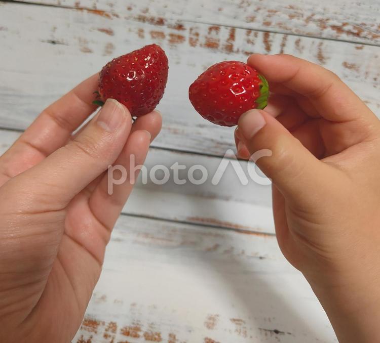 いちごと親子の手 いちご,苺,春の写真素材