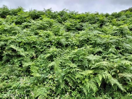 緑一色のシダ植物 緑一色のシダ植物の写真