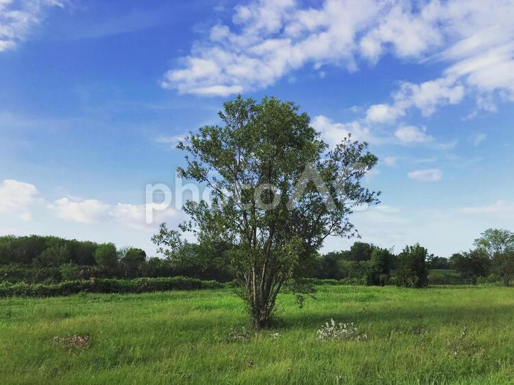 青空の下の木 風景,木,草の写真素材