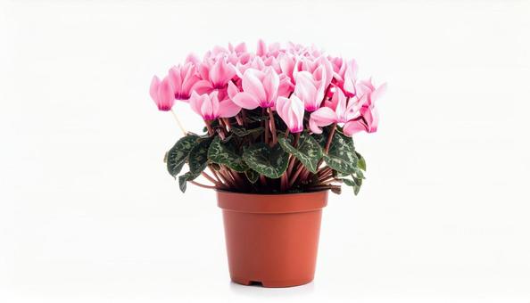 シクラメンの花 シクラメンの花の写真