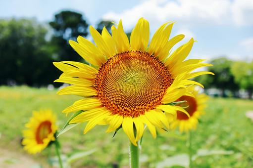 Photo, sunflower, flower, petal, 