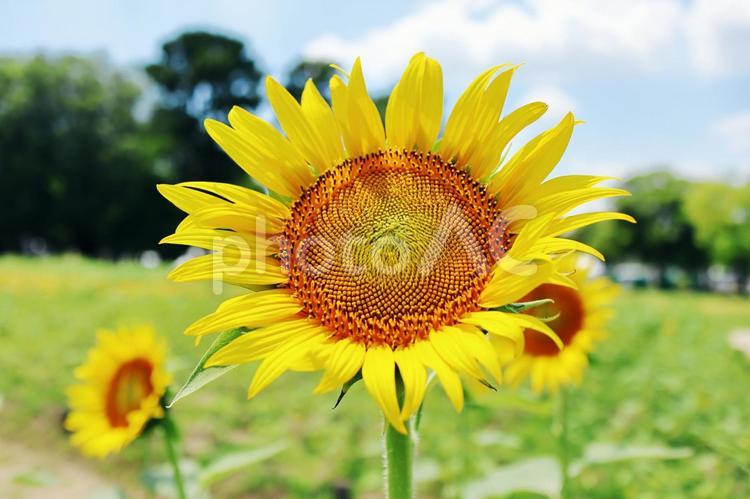 ヒマワリ ヒマワリ,向日葵,花の写真素材