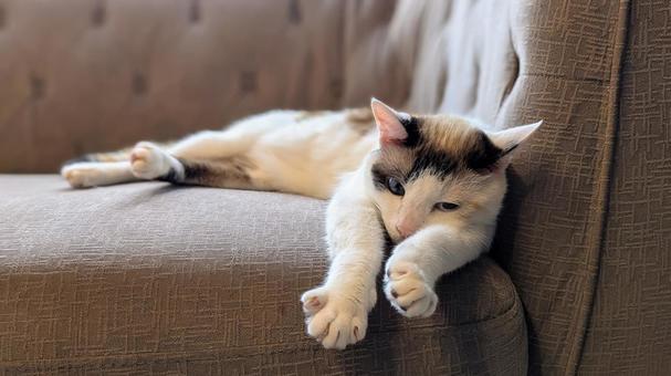 のんびり猫ちゃん のんびり猫ちゃんの写真