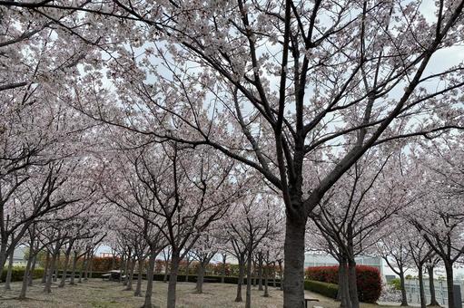 屋上の桜 屋上の桜の写真