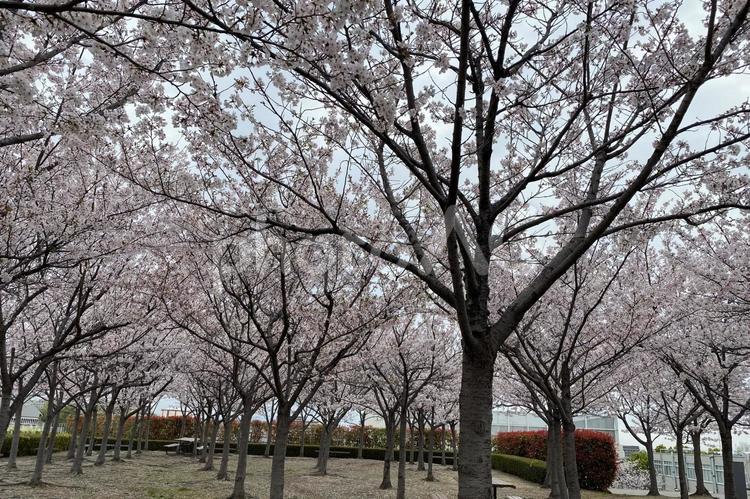 屋上の桜 桜,さくら,サクラの写真素材