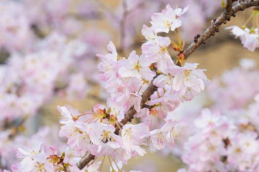 桜の花 桜,花,春の写真素材