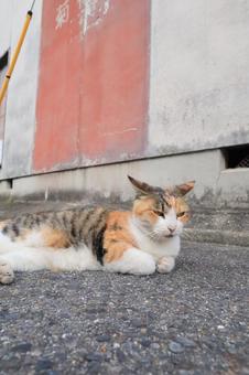 寝そべる野良猫 猫,野良猫,三毛の写真素材