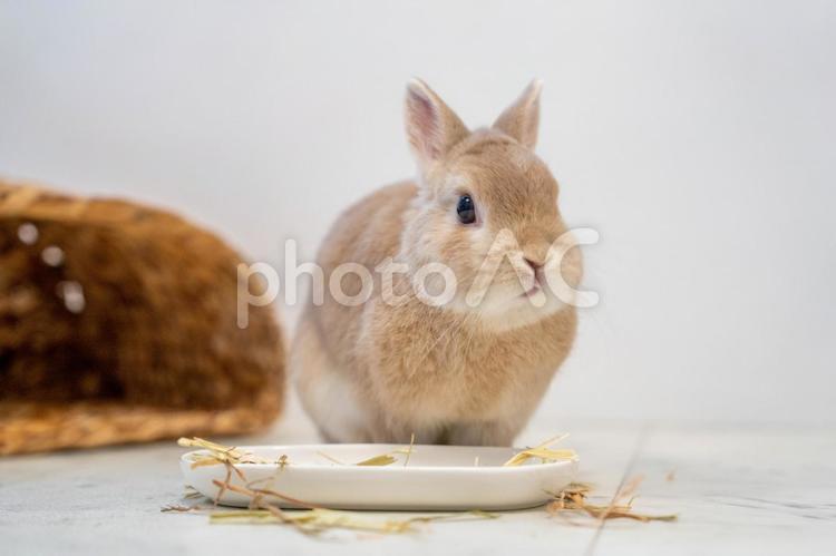 食事をしているネザーランドドワーフ うさぎ,ウサギ,兎の写真素材