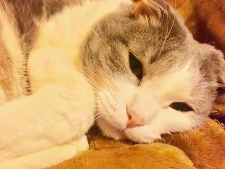 眠そうな凪ちゃん 眠そうな凪ちゃんの写真