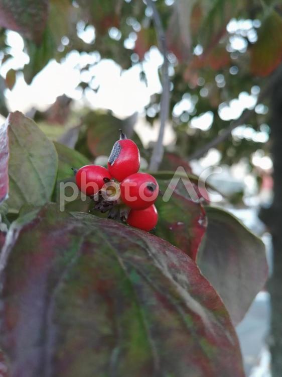 木の実　ハナミズキ 植物,自然,ハナミズキの写真素材
