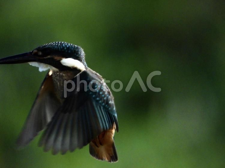 ホバリング中のカワセミ 鳥,野鳥,カワセミの写真素材